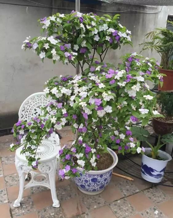 非常好养的“双色茉莉”,花期长,花朵颜色多,邻居看了都羡慕