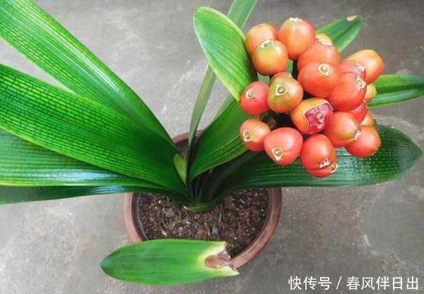 黄豆肥|君子兰离不开2种水,1年换着浇,冒白根、开花多