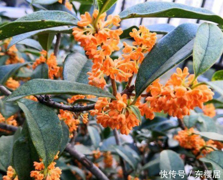 4種富貴花,個個美出狀態(tài),花朵迷人美極了