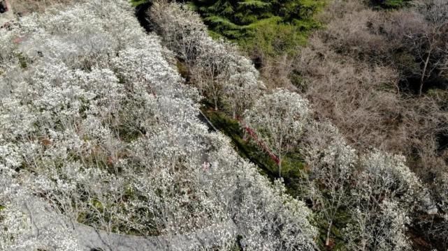 春风吹来玉兰香，香甜气味溢泉城，你闻到了吗？