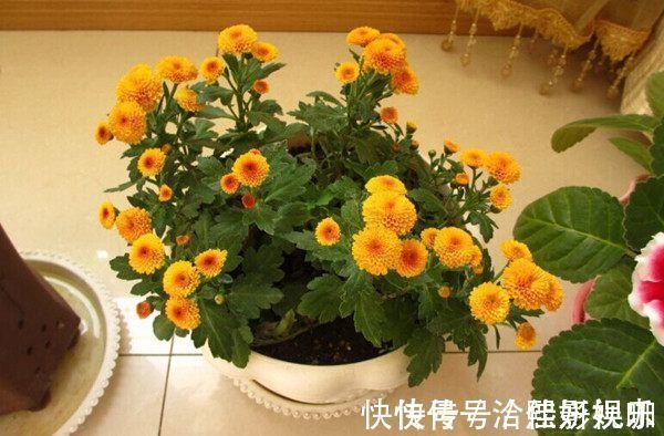 别再养绿萝吊兰了，此盆栽花漂亮又好养，家里种一棵，四季有花赏