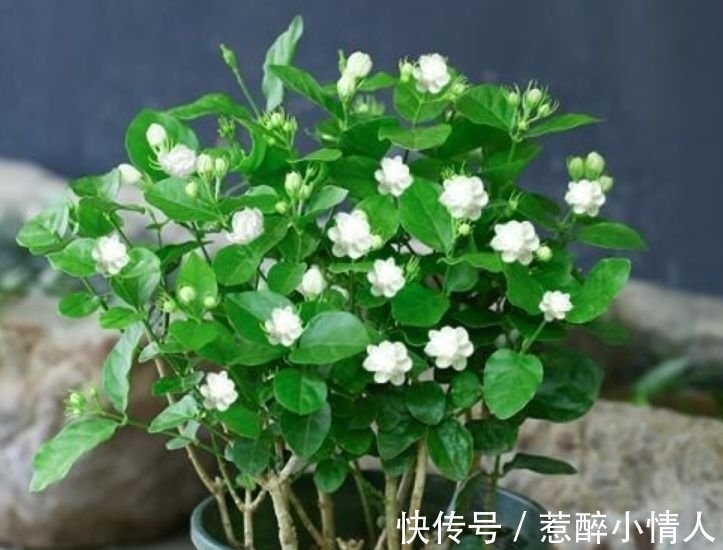 阳台养这几种花,好养易开花,开花速度快,个个美的出奇!