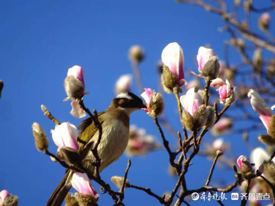 百花公园里一株玉兰率先开花，引来白头翁啄食鸣叫