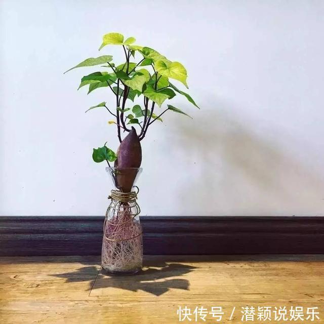放水|6种蔬菜头留好了，放水里就长根，养成小盆栽真耐看，叶子味道好
