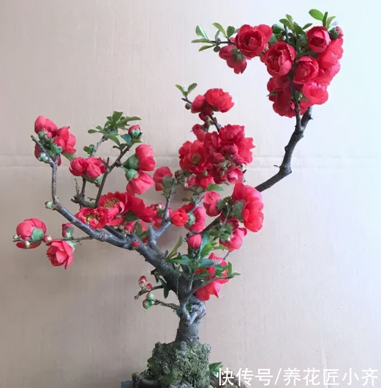 叶片|室内养木本海棠，对它要“狠心”，掌握技巧，才能年年开花