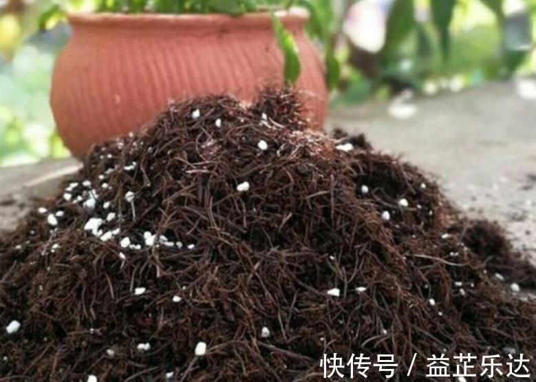 酸性土|路边随处可见的它，被誉为“天然酸性土”，又肥又透气