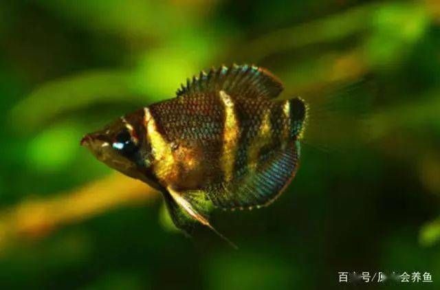 最适合斗鱼的水生植物