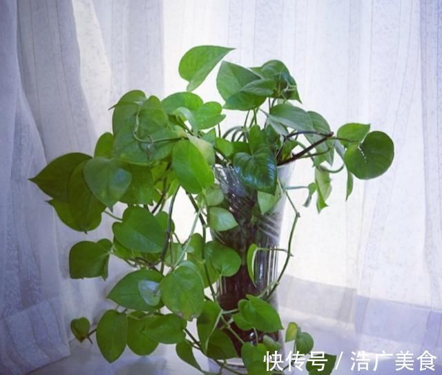 养分|这种“花肥”强过蚯蚓粪、黄豆水，用它来浇花，“肥效”常达两年