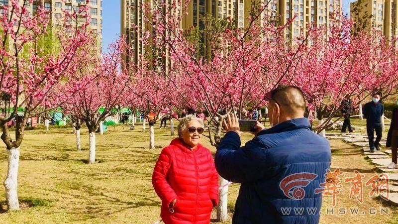 老年|西安一梅园同树开出双色花 记者带你开元公园赏春