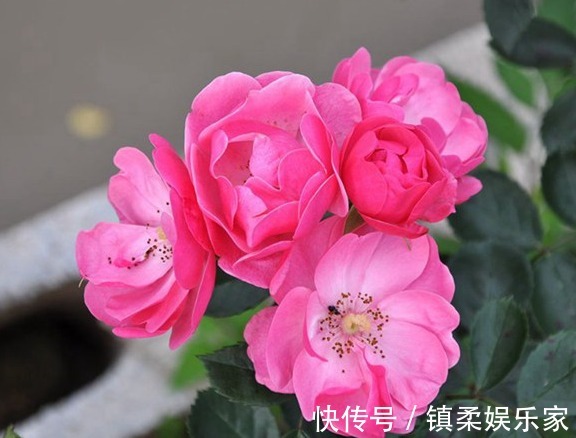 “玫瑰精品”玛丽玫瑰,独特美艳,内敛沉静,可以说是养花必备