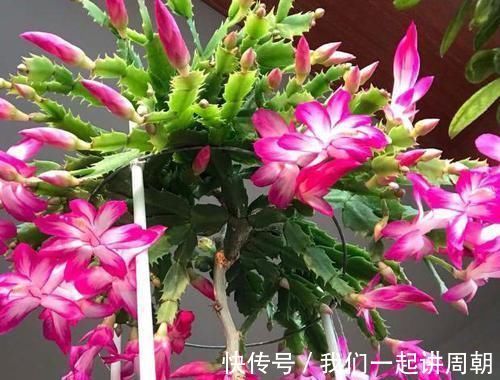 土壤|老花匠才知道的“养花催花利器”:家畜内脏、鱼鳞!