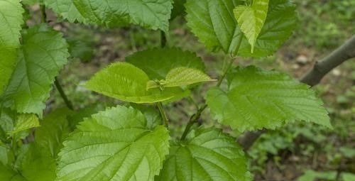 长寿食物|糖尿病人该怎么吃?常吃4种“长寿食物”,血糖稳降,远离并发症