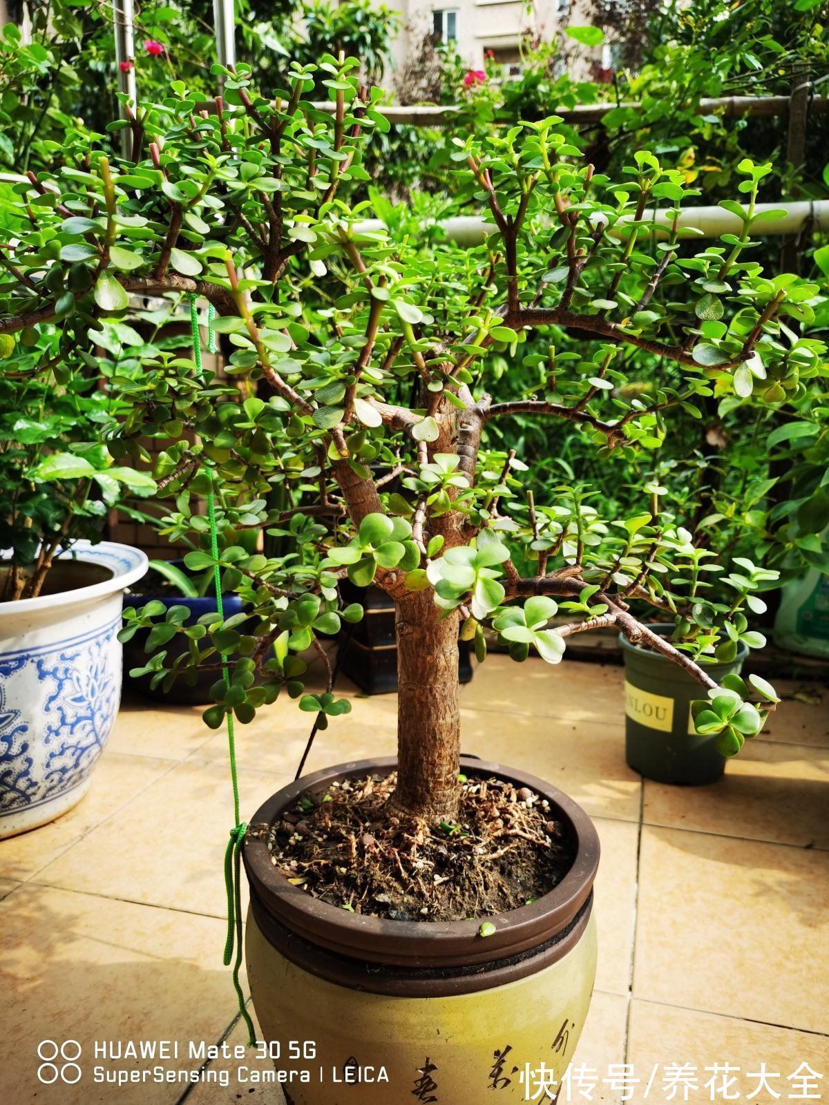 养花新手玩盆景?这5种再合适不过了,个个养成艺术品