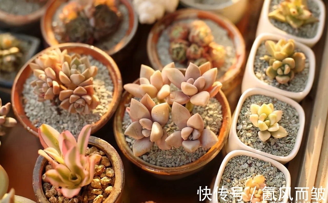 不是所有的多肉都可以叶插的,这16种叶插就很难成功,新手别费劲