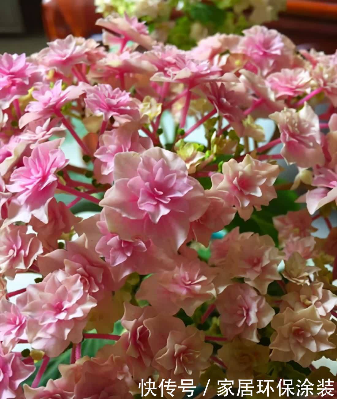 绣球花大合集，6个单品都不错，你最喜欢哪种？