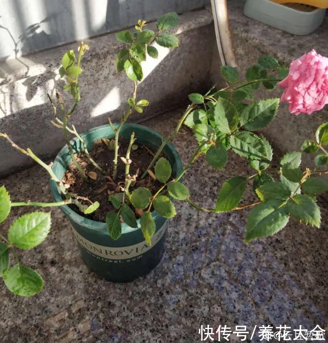 休眠|7种情况不能施肥,像毒药一样,浇完花就烧死
