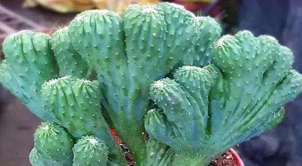 3种花一脸“富贵相”,栽上一盆,八方来财、日子过得年年有余