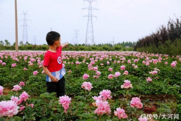 花海|实时“云赏花”！洛龙芍药花海向市民游客免费开放