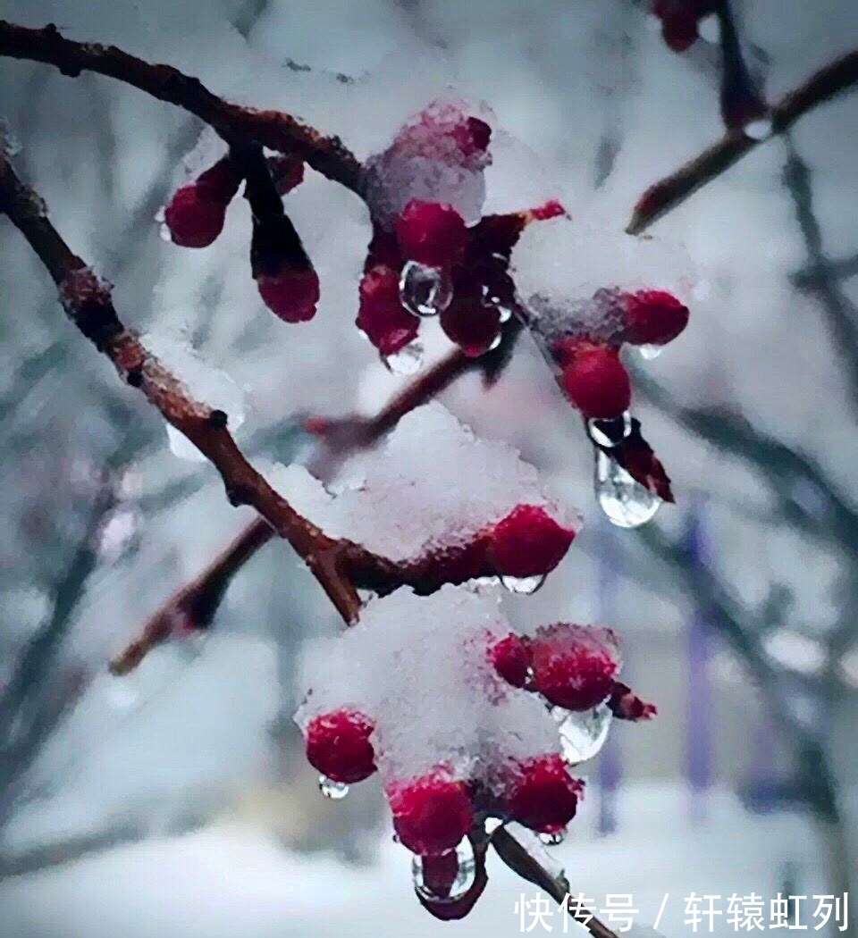 梅花#飞雪寄乡愁词两首,雪落倾城,念在心中,莫惧深冬寒,春天不遥远