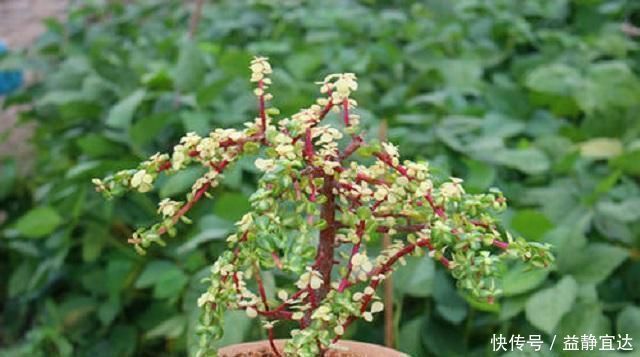 马齿觅|这种“小绿树”,最适合盘老桩,仅需1根枝条插进土中,1年成盆景