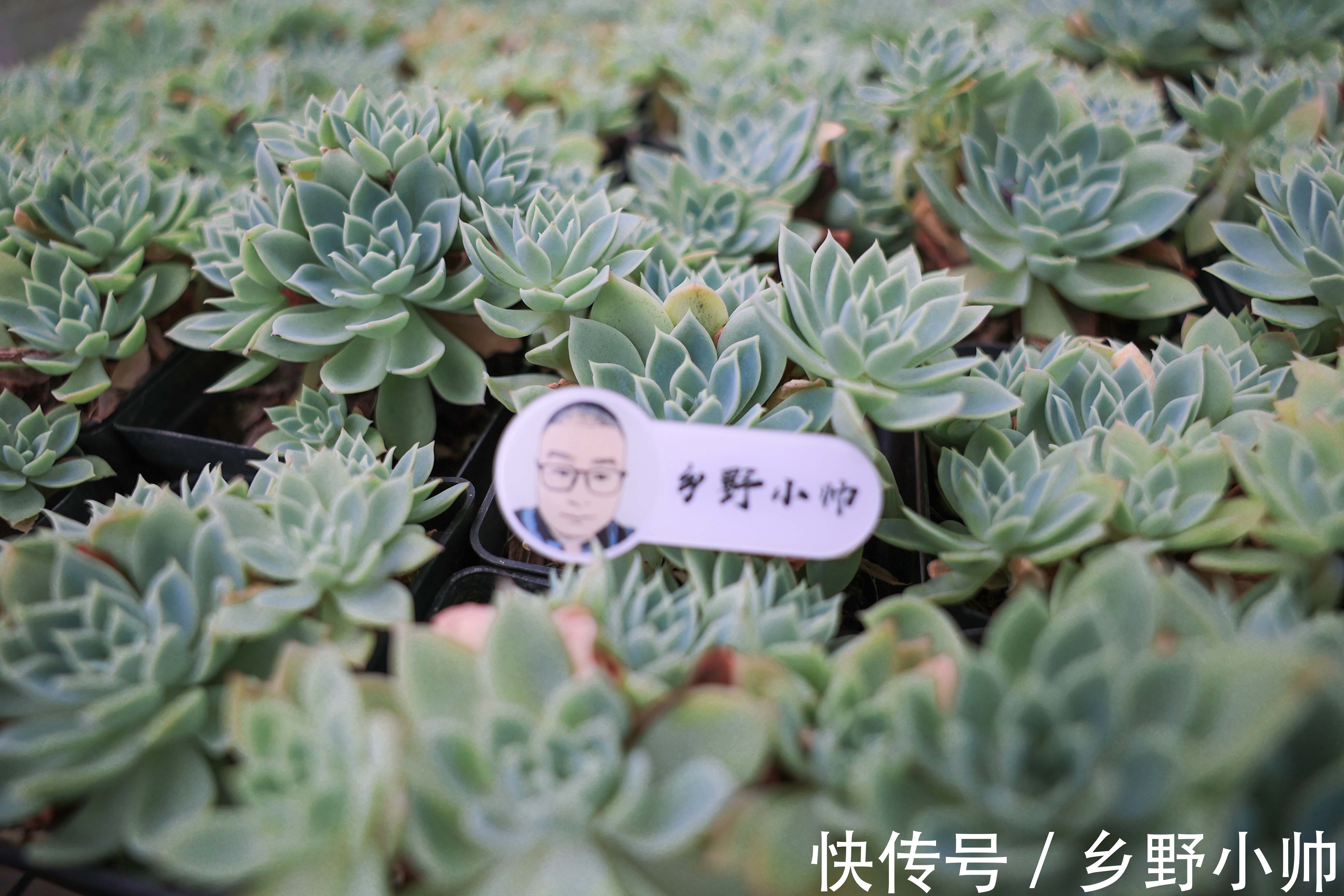 小帅|熬过了盛夏,迎来了初秋,养多肉自得其乐