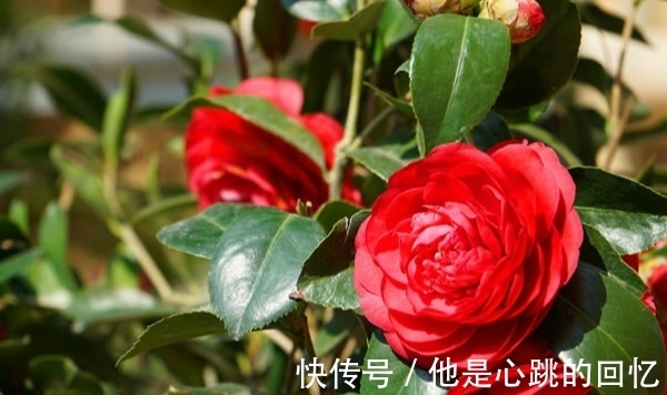 养花试试这款,花朵又大又漂亮,层叠而华丽