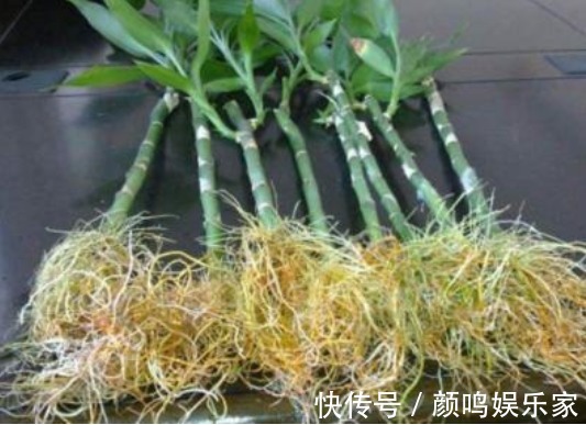 5种“生根水”,家家都有,不花1分钱,扦插花卉“7天”生白根