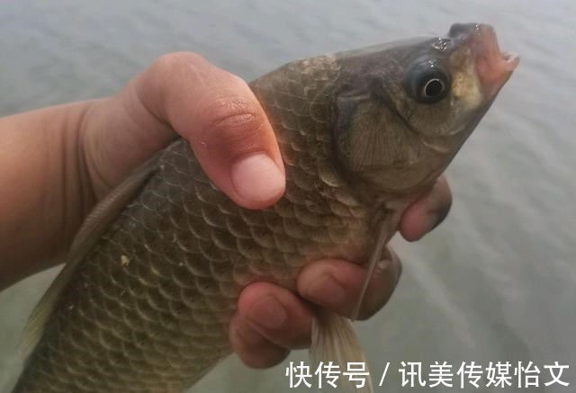 这东西|别看这东西便宜，却是鲫鱼最爱吃的饵料，它就在你身边