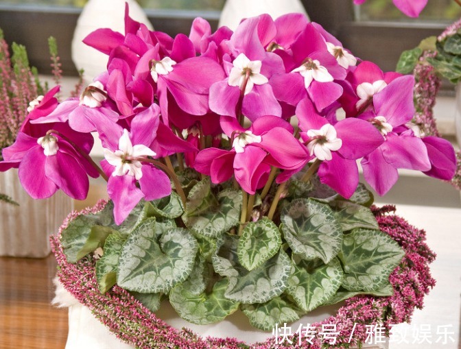 仙客来花期过后,这样操作“1番”,下次开花更多,轻易“爆盆”