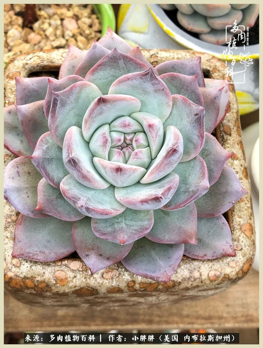 百科|这多肉对比图太上头了！小白鄙视链奋斗记之咸菜干也有春天！