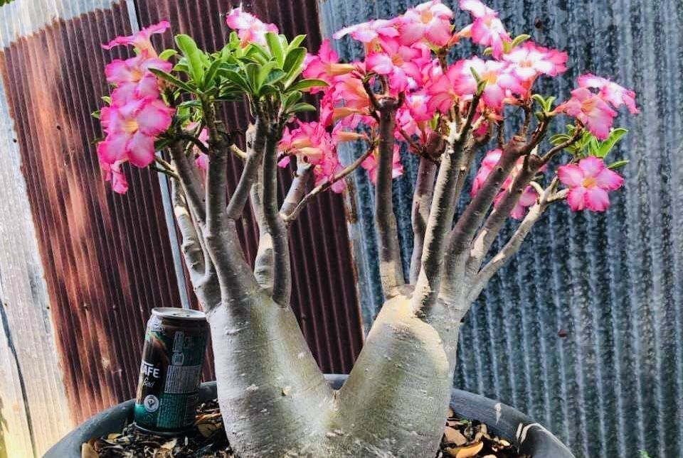 养文竹|有7种花“不喜水”,浇多了就烂根,越旱长得越旺