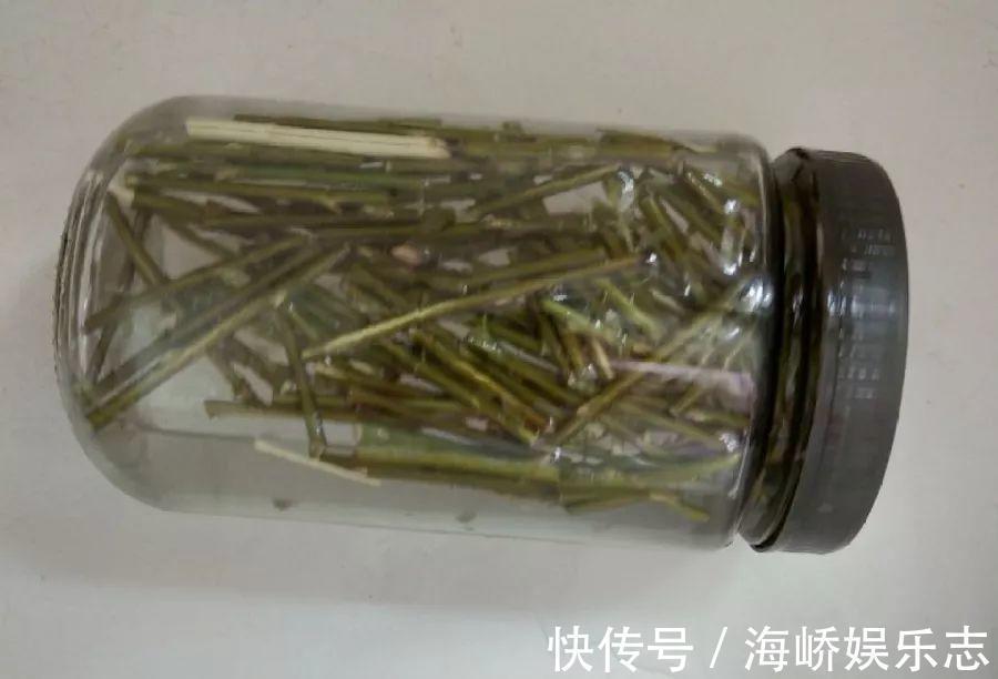 柳枝|它是天然“生根剂”,给花浇一点,根系壮猛发芽!