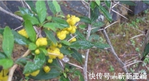 小檗碱|农村一种树，浑身长刺，但根部价值却极为珍贵，可抑菌抗肿瘤