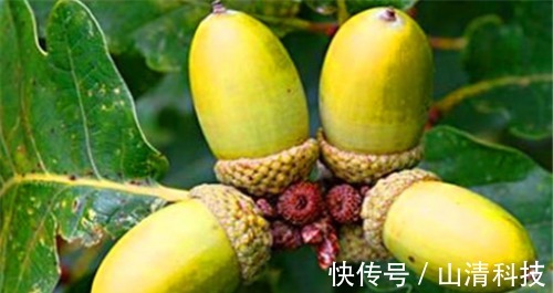 肝阳|想长寿,就要排毒,常吃3种食物,清热排毒,滋肝补肾,滋补身体