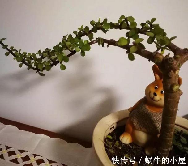 这5样多肉“有毒”,别搬回家养!