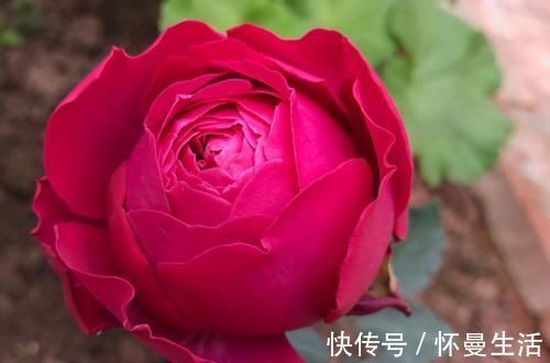 最受欢迎的3种花，花大色艳，花期跨三季，种植容易，南北都能养