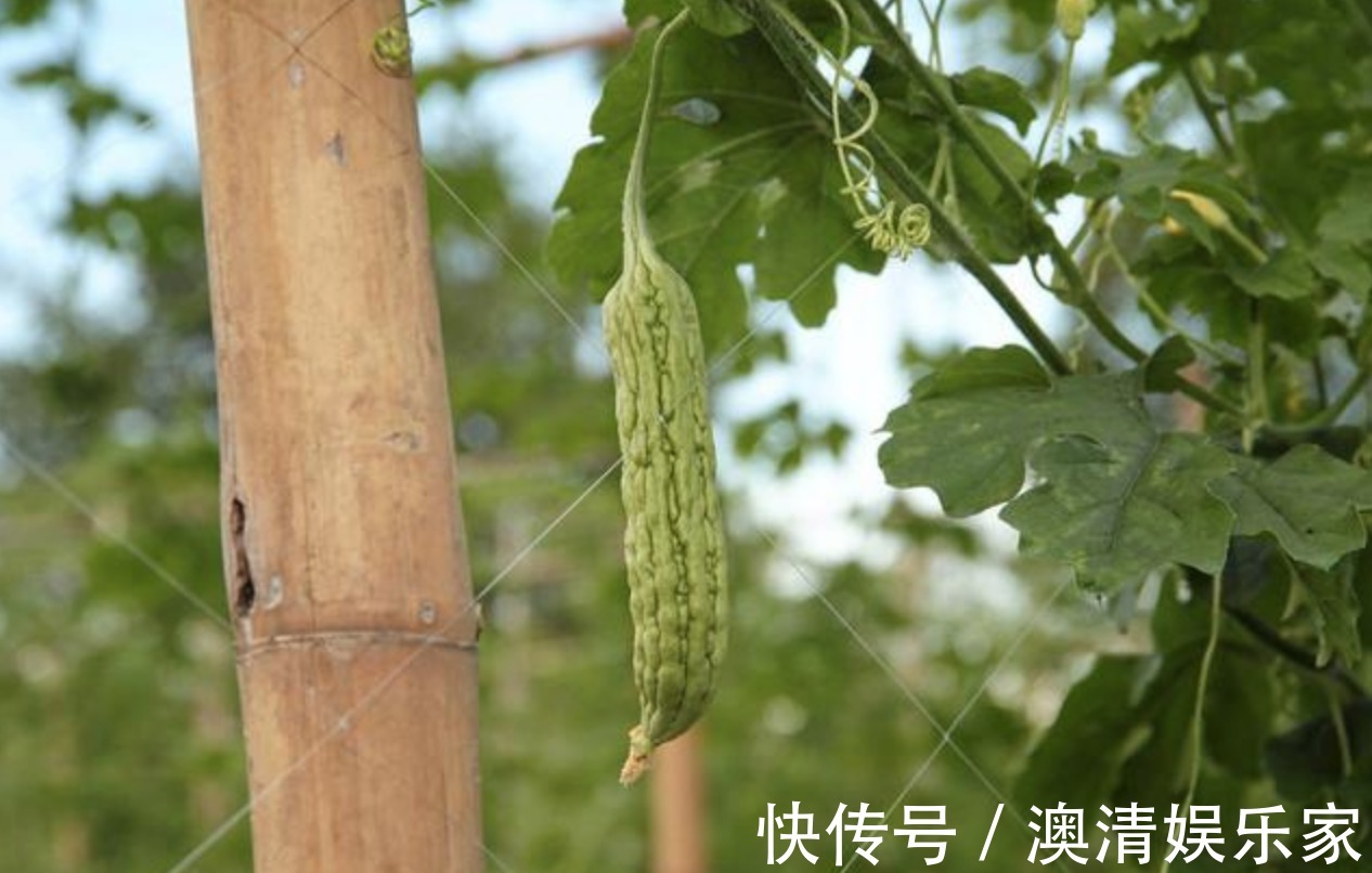 芡实|三伏天是祛湿好时节，坚持做好7件事，祛湿排毒，小腹也平坦了