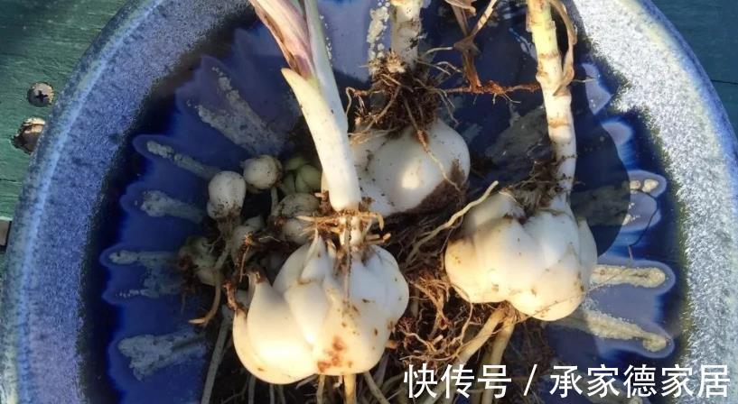 多肉|以这4款植物为例，教你该怎么养根壮根