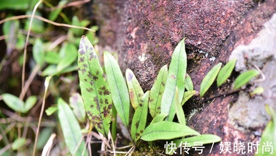 止咳|农村一种奇特野草,生长在石头上价值却很高,是民间“止咳”良药