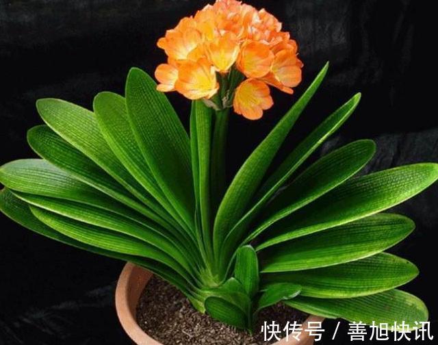 高手”用“黄土”养君子兰，一棵君子兰，不断生小芽，变成几十盆