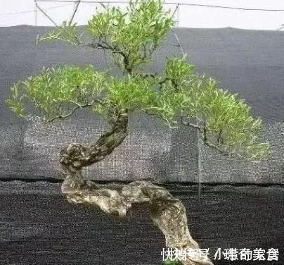 2种树很常见，学会养护要点，做成盆景大变样，5年养成万元树