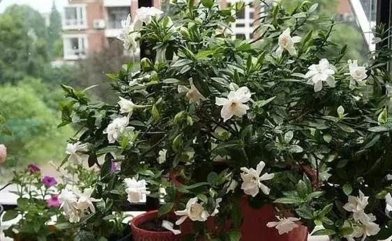 养好栀子花,要天天“风流”,不黄叶不烂根,,一次开花上百朵