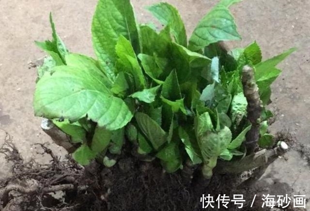 绣球|喜欢逛花市，碰到5种老桩不要买，开花少难养活，影响心情浪费钱