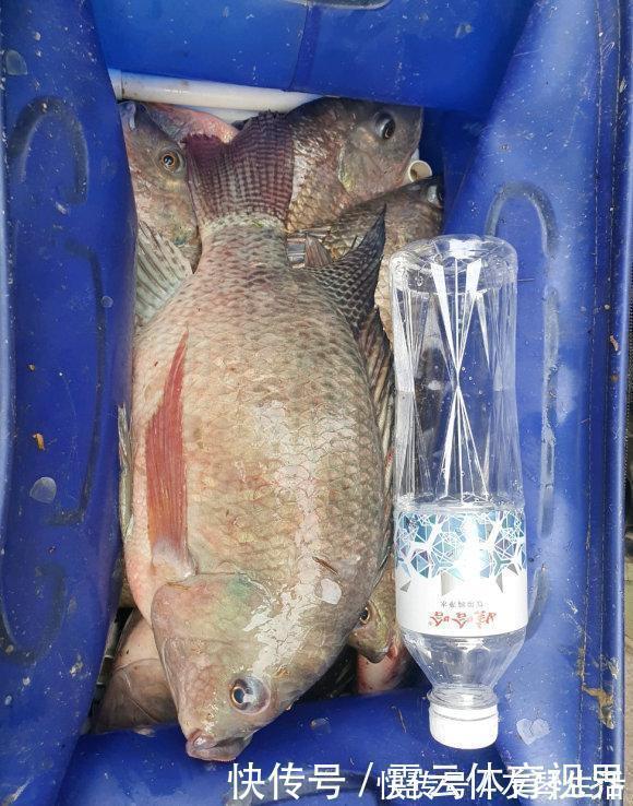 水塘|6斤!鸭子塘里的罗非鱼体型惊人,因常年吃鸭粪?
