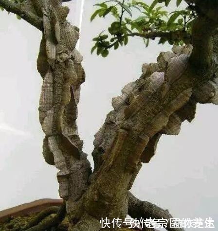 农村一种“树”,全身都是刺,野外挖棵老桩树,能做精美盆景树!