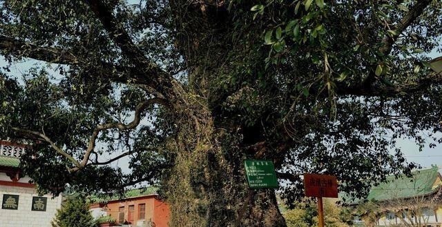 东林寺|中国最良心寺庙，门票免费斋饭随便吃管饱，但却禁止一种人进入