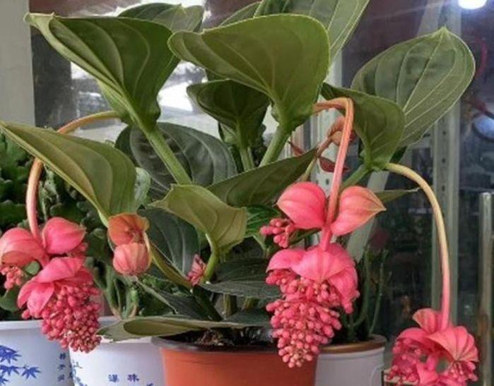 4种花高贵优雅,看了就让人沉醉,好养漂亮,一开花就停不下来