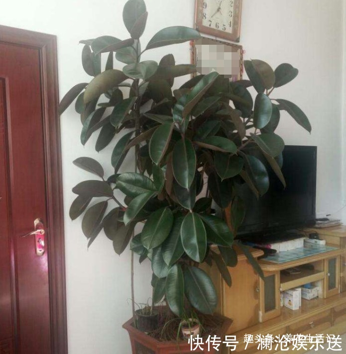 叶子|想让橡皮树越长越旺6个“关键点”要做好,植株丰满叶子油绿