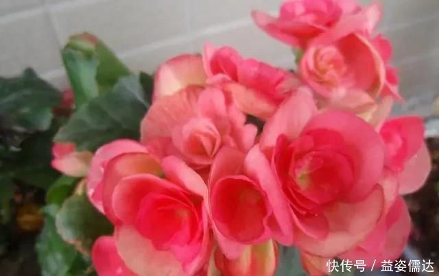 三月初,这“四朵花”任意养长,枝叶绿,花开,一年到头都在开花