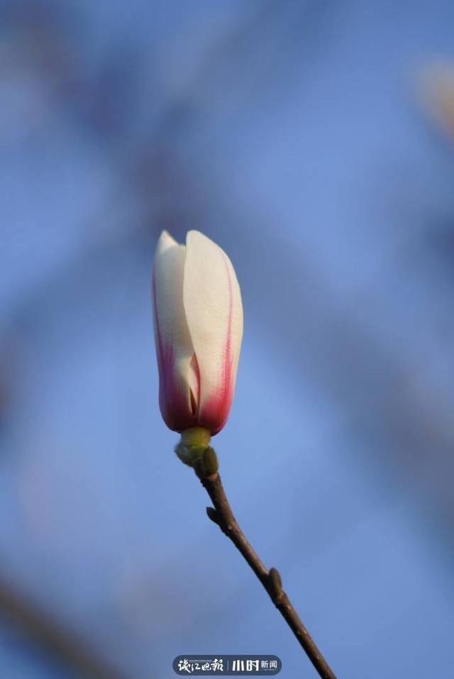 开工第一天 满目春色入镜来，摄友说我们每天都“开工”